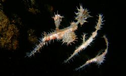 Three ornate ghost pipefish taken in basura dive site in ... by Raymond Bersamin 